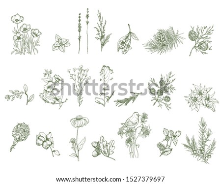 Herbal illustration on label packaging design. Hand drawn vector botanic set with branch, flowers, bird, cone.