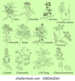 Herbal. Illustration of a plants in a vector with flower for use in the cooking of medicinal herbal tea. Also for coloring book or for studying botanical properties.