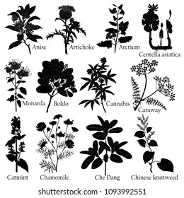 Herbal. Illustration of a plants in a vector with flower for use in the cooking of medicinal herbal tea. Also for engraving or for ceramics.