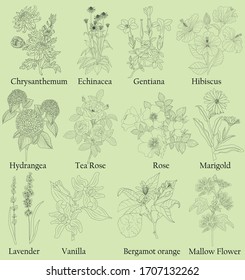 Herbal. Illustration of a plants in a vector with flower for use in decorating, creating bouquets, cooking of medicinal and herbal tea. Also for coloring book or for studying botanical properties.