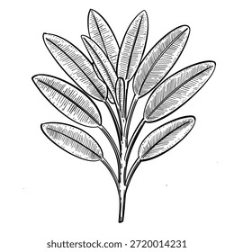 Herbal leaf branch vector line art hand drawn illustration