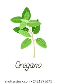 Herbal leaves concept. Botanical infographics and educational materials. Oregano inscription. Bloom and blossom plant. Cartoon flat vector illustration isolated on white background