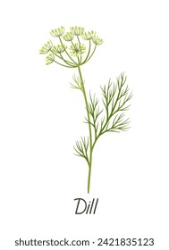 Herbal leaves concept. Botanical infographics and educational materials. Dill inscription. Poster or banner for website. Cartoon flat vector illustration isolated on white background