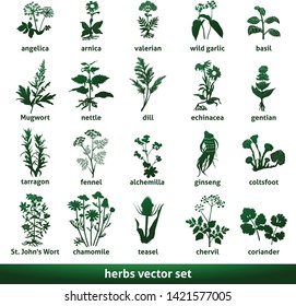 herbal medicinal vector set echinacea gentian johns wort