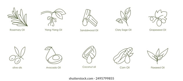 Herbal and Nourishing Oils Vector Icons: Rosemary, Ylang Ylang, Sandalwood, Clary Sage, Grape Seed, Olive, Avocado, Coconut, Corn, Flaxseed