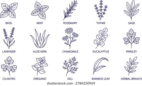 Herbal Plant and Botanical Leaf Elements Vector Illustration, Minimal Hand Drawn Herb Collection with Basil, Mint, Rosemary, Thyme, Sage and Lavender Icons