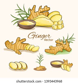 Herbal Plant Of Ginger Root Plant Vector Illustration.