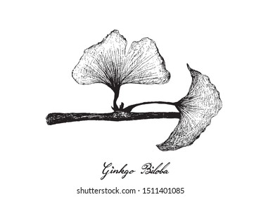 Herbal and Plant, Hand Drawn Illustration of Ginkgo Biloba, Ginkgo or Gingko Plant, An Antioxidant Rich Herb Used to Enhance Brain Health, Altitude Sickness and Cognitive Disorders.