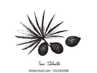 Herbal and Plant, Hand Drawn Illustration of Serenoa Repens or Saw Palmetto Berries, An Antioxidant Rich Herb Used to Improve Prostate Health, Balance Hormone Levels and Prevent Hair Loss.