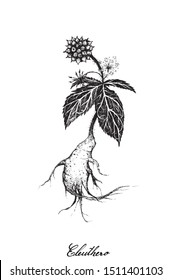 Herbal and Plant, Hand Drawn Illustration of Eleutherococcus Senticosus, Eleuthero or Siberian Ginseng Plants, Used for A Dietary Supplement and Cosmetic.