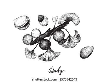 Herbal and Plant, Hand Drawn Illustration of Ginkgo Biloba, Ginkgo or Gingko Plant with Leaves and Nuts, An Antioxidant Rich Herb Used to Enhance Brain Health, Altitude Sickness and Cognitive Disorder