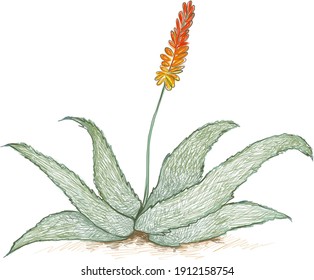 Herbal and Plant, Hand Drawn Illustration of Aloe Ferox or Bitter Aloe with Red Flowers. A Succulent Plants with Sharp Thorns for Garden Decoration.
