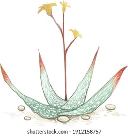 Herbal and Plant, Hand Drawn Illustration of Aloe Buhrii or Spotted Aloe with Yellow Flowers. A Succulent Plants with Sharp Thorns for Garden Decoration.
