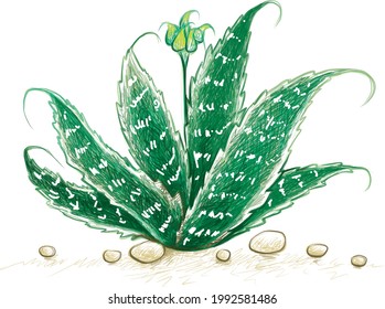 Herbal and Plant, Hand Drawn Illustration of Aristaloe Aristata, Lace Aloe or Guinea-Fowl Aloe Plant. A Succulent Plants with Sharp Thorns for Garden Decoration.
