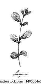 Herbal Plants, Hand Drawn Illustration of Fresh Marjoram or Origanum Majorana Plant Used for Seasoning in Cooking.