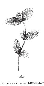 Herbal Plants, Hand Drawn Illustration of Fresh Green Peppermint or Lemon Mint Leaves Used for Seasoning in Cooking.
