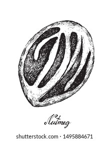 Herbal Plants, Hand Drawn Illustration of Fresh Nutmeg or Myristica Fragrans Fruits Used for Seasoning in Cooking.