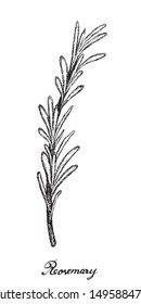 Herbal Plants, Hand Drawn Illustration of Rosemary or Rosmarinus Officinalis Plant Used for Seasoning in Cooking.