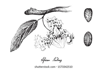 Herbal Plants, Hand Drawn Illustration of Fresh African Nutmeg or Myristica Fragrans Fruits and Flower, Used for Seasoning in Cooking.