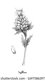 Herbal Plants, Hand Drawn Illustration Of Carthamus Tinctorius Or Safflower And Seed Used In Cosmetics And As A Cooking Oil.