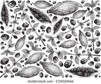 Herbal Plants, Hand Drawn Illustration of Fresh Thyme and Cardamom Pods Isolated on A White Background Used for Seasoning in Cooking.