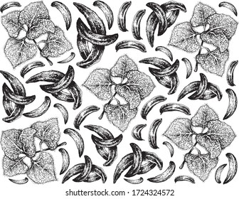 Herbal Plants, Hand Drawn Illustration of Oregano, Sweet Marjoram or Origanum Vulgare Plant with Caraway, Meridian Fennel or Persian Cumin Pods Used for Seasoning in Cooking.