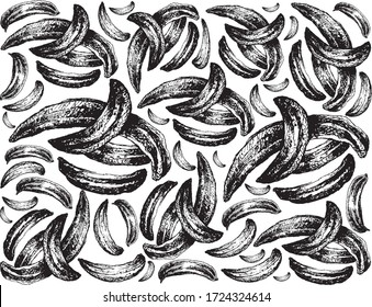 Herbal Plants, Hand Drawn Illustration Background of Dried Caraway, Meridian Fennel or Persian Cumin Used for Seasoning in Cooking.