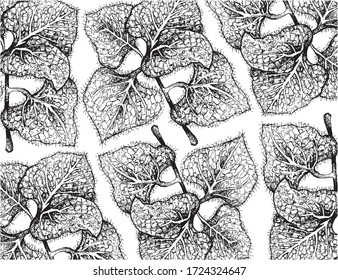 Herbal Plants, Hand Drawn Illustration Background of Oregano, Sweet Marjoram or Origanum Vulgare Plant Used for Seasoning in Cooking.
