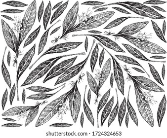 Herbal Plants, Hand Drawn Illustration Background of Fresh Bay Laurel Plant Used for Seasoning in Cooking.