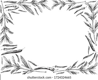 Herbal Plants, Hand Drawn Illustration Frame of Summer Savory or Satureja Hortensis with Chili Pepper, Used for Seasoning in Cooking.