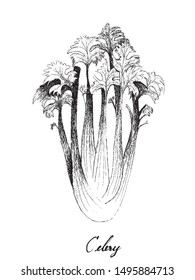 Herbal Plants, Illustration of Hand Drawn Sketch Delicious Fresh Green Apium Graveolens or Celery Isolated on White Background.