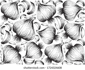 Herbal Plants, Illustration of Hand Drawn Sketch of Dried Garlic Bulb Used for Seasoning in Cooking. Isolated on White Background.