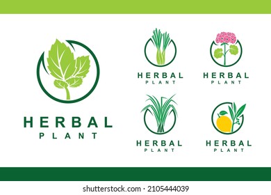 herbal plants logo with multiple concept