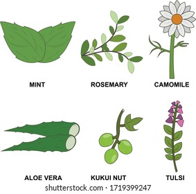 Diseño vectorial de plantas herbales