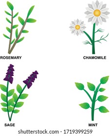Herbal plants vector illustration design