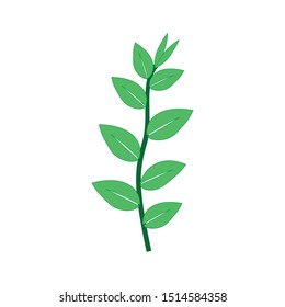herbal plants vector on white background. greenery icon
