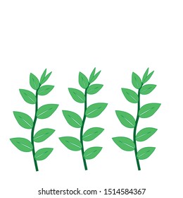 herbal plants vector on white background. greenery icon