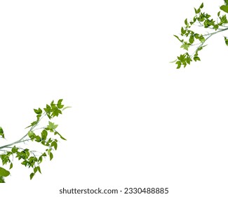 Herbal realistic vector frame leaves. Plants, branches, leaves on a white background. Greenery wedding simple invitation template. Watercolor style card.