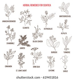 Herbal remedies for sciatica. Hand drawn vector set of medicinal plants