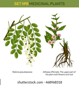 Herbal robinia pseudoacacia or black locust branch of tree with leaves in blossom and althaea officinalis or marshmallow medical plant top part with flowers and bottom part with roots