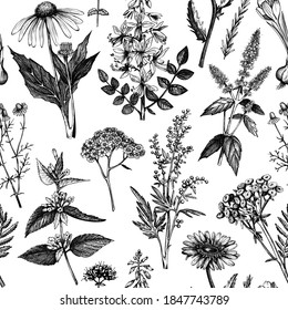 Herbal seamless pattern. Botanical background with hand-drawn medicinal plant sketches. The floral backdrop for textile, wrapping paper, packaging. Medicinal herbs illustrations.