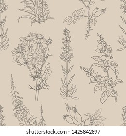 Herbal seamless pattern with herbs and plants sketches: jasmine, lavender, chamomile, willow herb and rose hip. Vector background. Healthy food, bio, organic, natural product, herbal tea, spices