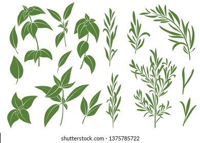 Herbal set - basil, rosemary. Vector herbs design. Perfect for packaging, textiles, menu design