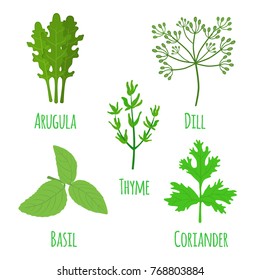 Herbal set, condiment, spice. Arugula, coriander, thyme, basil, dill. Made in cartoon flat style. Vector illustration