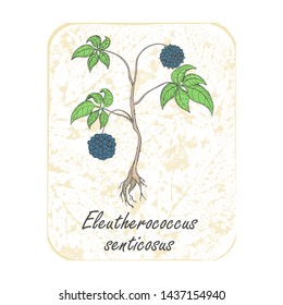 Herbal Siberian Ginseng on the Textured Substrate made as Rectangle. Semitransparent Substrate with Leaf Imprints on the White Background. Herbal Plant with the Latin Name Eleutherococcus Senticosus