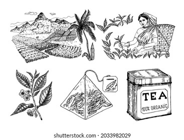 Herbal Tea bag brewing cooking directions. Plants, landscape. The woman is harvesting. Ingredients for shop frame. Engraved style.