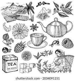 Herbal Tea bag brewing cooking directions. Teapot, cup, sugar, plants, landscape, raspberries, croissant, lemon, chamomile. The woman is harvesting. Ingredients for shop frame. Engraved style.