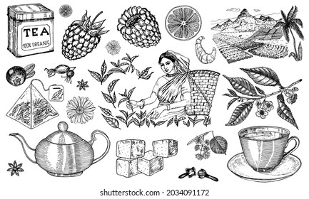Herbal Tea bag brewing cooking directions. Teapot, cup, sugar, plants, landscape, raspberries, croissant, lemon, chamomile. The woman is harvesting. Ingredients for shop frame. Engraved style.