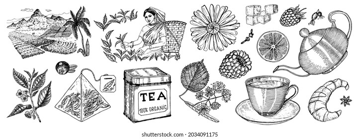 Herbal Tea bag brewing cooking directions. Teapot, cup, sugar, plants, landscape, raspberries, croissant, lemon, chamomile. The woman is harvesting. Ingredients for shop frame. Engraved style.