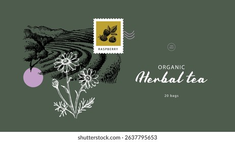 Herbal tea collage banner with vintage field, chamomile flowers and postage stamp. Natural eco product. Hand drawn vector illustration.